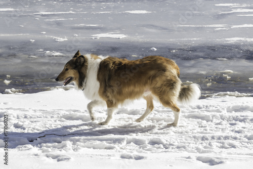 Collie Dog on Winter Beach