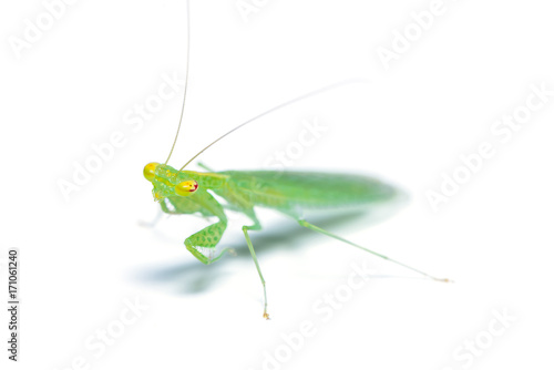 Tropidomantis or praying mantis isolated on white background