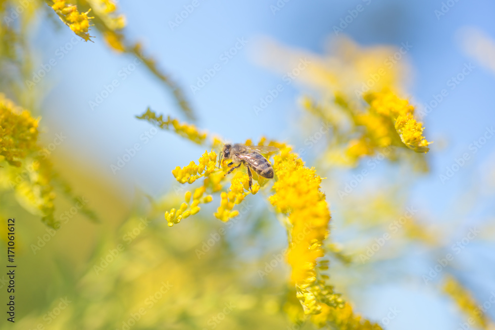 Solidago, goldenrod yellow flowers in summer. Lonely bee sits on a yellow flowering goldenrod and collects nectar Solidago, goldenrod yellow flowers in summer. Lonely bee sits on a yellow flowering goldenrod and collects nectar