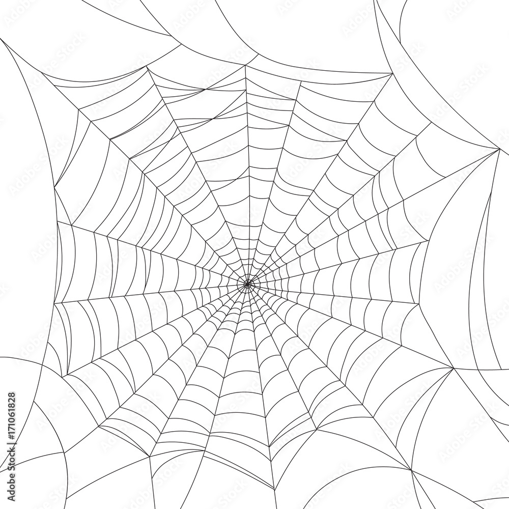 Obraz premium Spider web isolated on white, vector illustration
