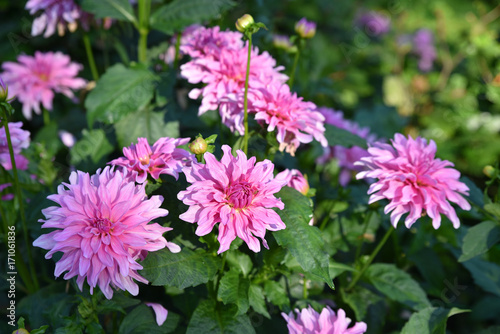 Dahlia rose en   t   au jardin