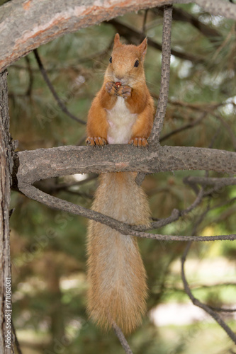 squirrel on a branch with a nut