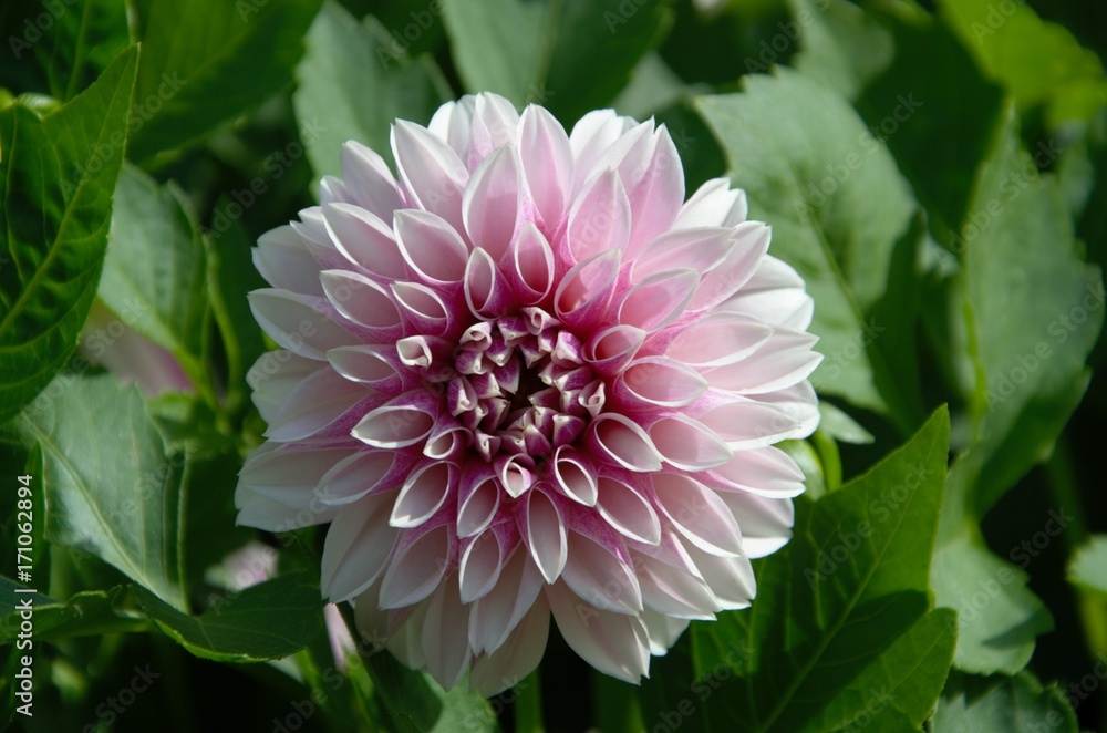 Fototapeta premium dahlia