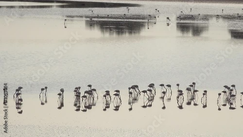backlit pink flamingos on brackish wetlands near Ferrara in Italy