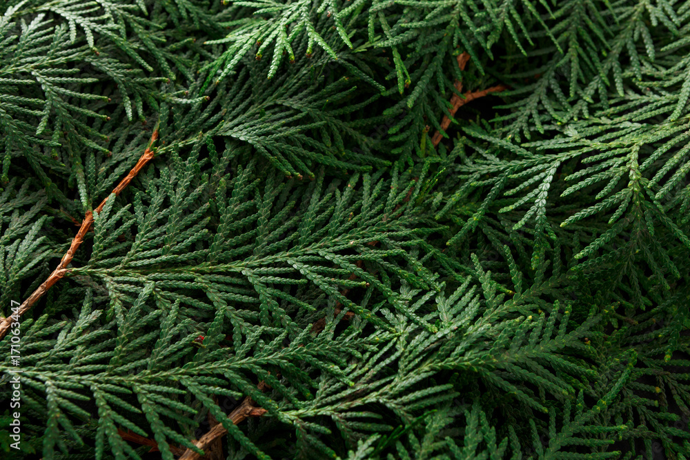 Green thuja tree branches background
