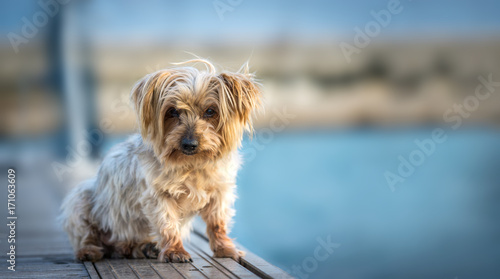 lovely and funny dog with curiosity expression. Copy space, Isolated blurred background. Doggy hairy ears, nose and snout, Yorkshire Terrier brown. Hey what's up, curiosity expression