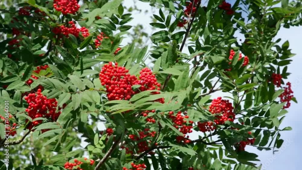The branch of red mature rowan shakes on wind The branch of red mature rowan shakes on wind