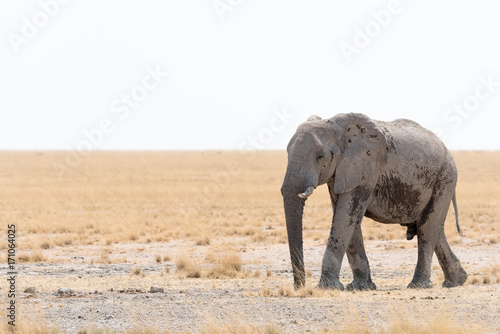 Elephant © WJRVisuals
