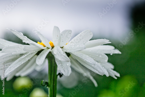 Leucanthemum maximum Shasta daisy, max chrysanthemum, Crazy Daisy, daisy wheel, daisy chain, chamomel, gang bang in the garden in the flowerbed. photo