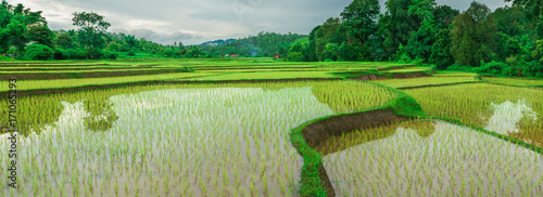 Pamoramic shot of  rice terrace with Yonng rice plant photo