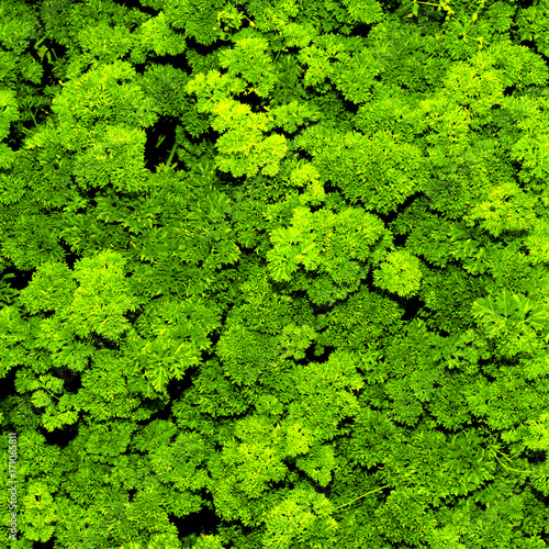 Seasoning Parsley Green background