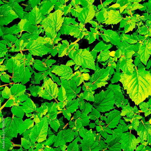 Green Green Background Minimal style