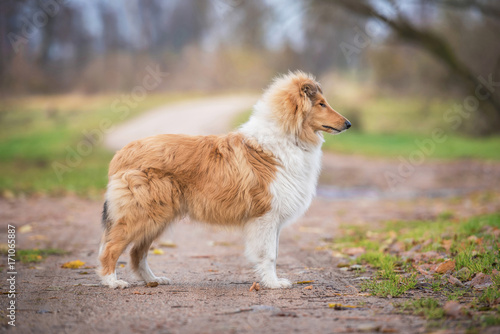 Rough collie dog in autumn