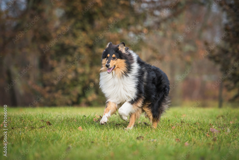 Rough collie dog running in the park autumn Rough collie dog running in the park autumn