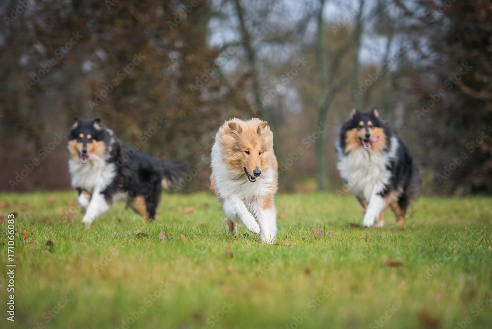 Rough collie dogs playing in the park Rough collie dogs playing in the park