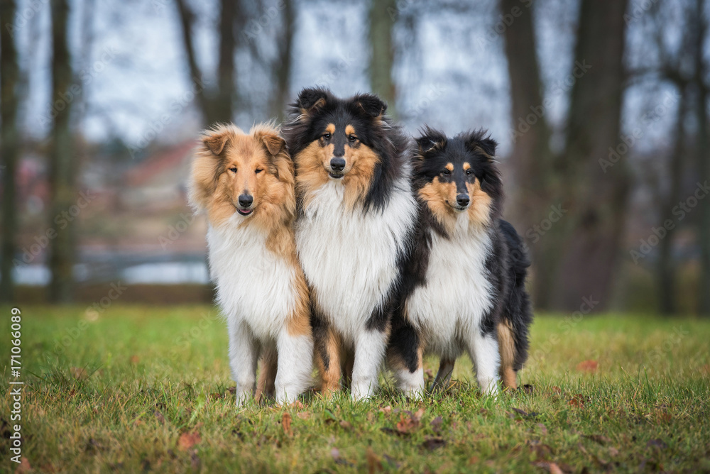 Three rough collie dogs standing on the lawn Three rough collie dogs standing on the lawn