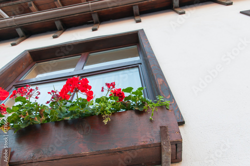 Red flowers on the house window.