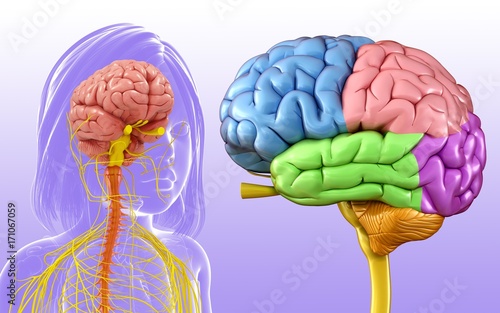 Illustration of a child's brain anatomy on purple background