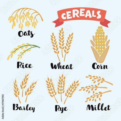 Vector illustration of cereal grains