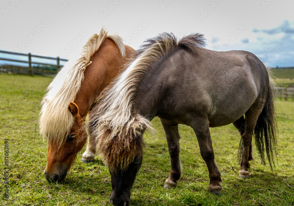 Obraz premium Two cute horses with long mane and different color are eating in a beautiful meadow