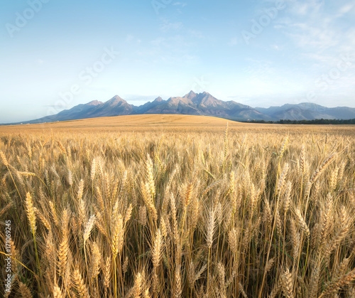 Fototapeta Naklejka Na Ścianę i Meble -  Field in the mountain valley. Agricultural landscape in the Tatry mountain, Slovakia