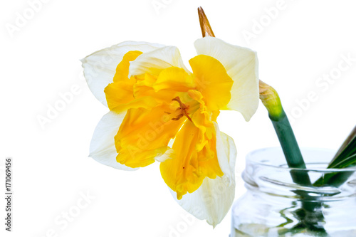 Fototapeta Naklejka Na Ścianę i Meble -  One daffodil in a glass jar