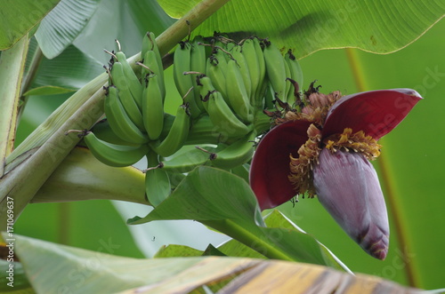Régime de bananes sur l'arbre