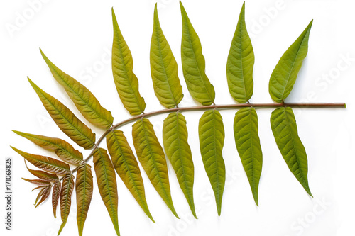 Ailanthus branch on a white isolated background