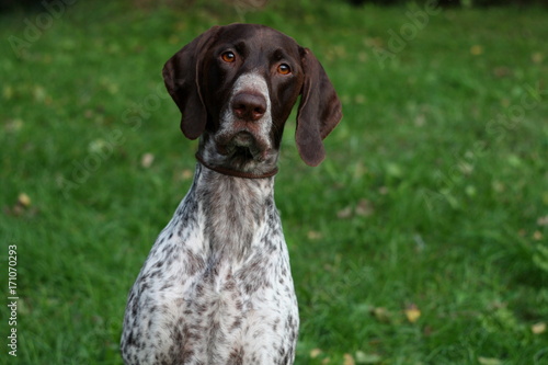 Tablou pe pânză Amazing curious dog face of hunting breed pet, german shorthaired pointer close