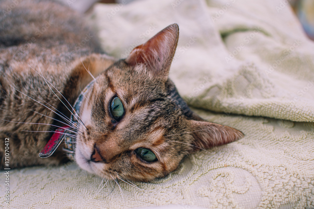 green eyes