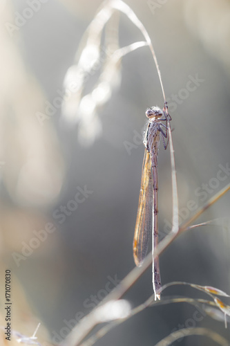 Common winter damselfly photo