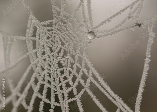 Toile d'araignée gelée durant l'hiver