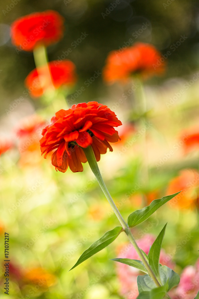 Red dahlia for background.