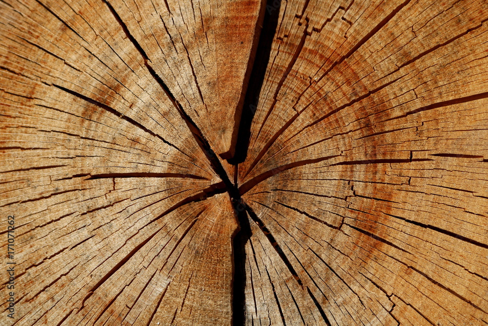 Naklejka premium wooden cut texture