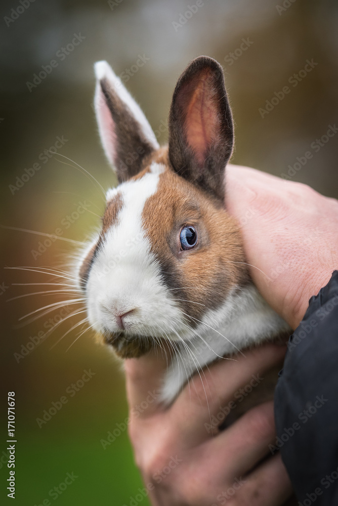 Adorable miniature rabbit in human's hands