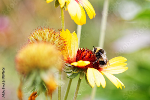 Closeup honey bee and flower againsr blurred background. Shallow focus. photo