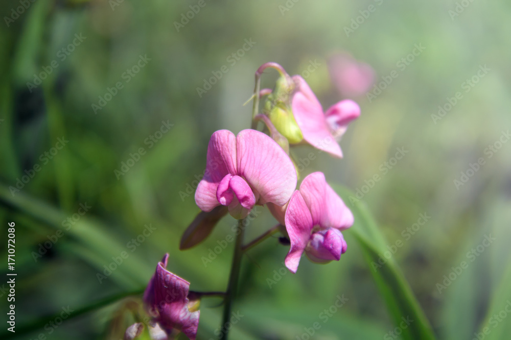 Beautiful pink flowers on a background of sunlight in the park. Spring summer floral background. Soft focus. Beautiful pink flowers on a background of sunlight in the park. Spring summer floral background. Soft focus.