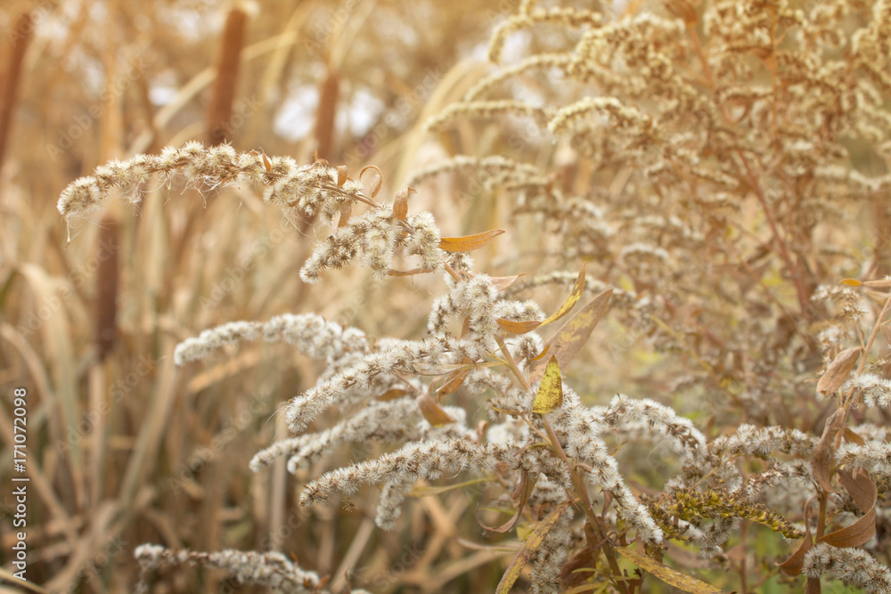 Fototapeta premium Reeds and yellow grass on the bank of the river in the rays of sunset.