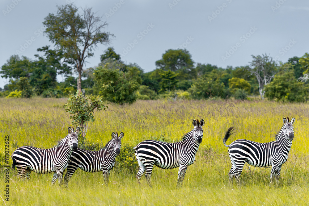 Fototapeta premium Zebra Train