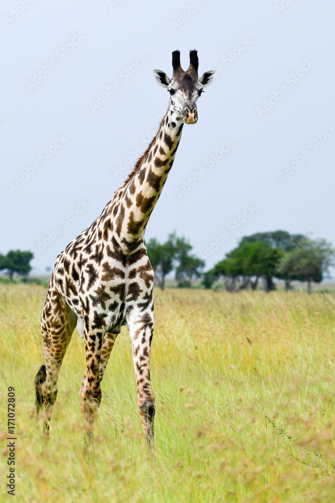 Obraz premium Giraffe Walk