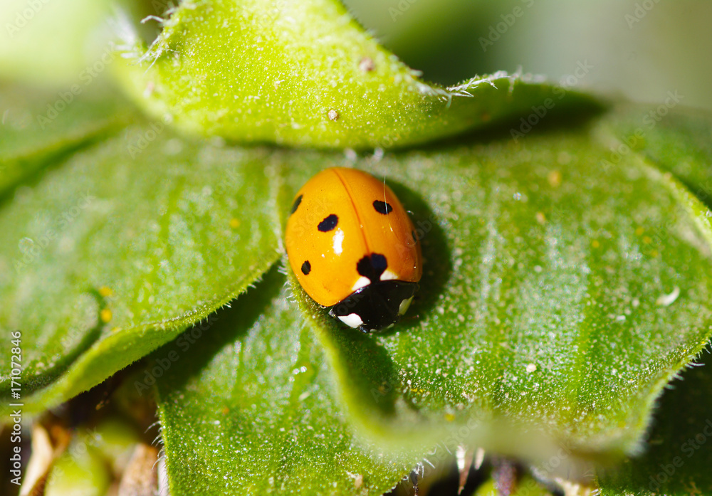 Fototapeta premium Ladybug on green leaf in garden