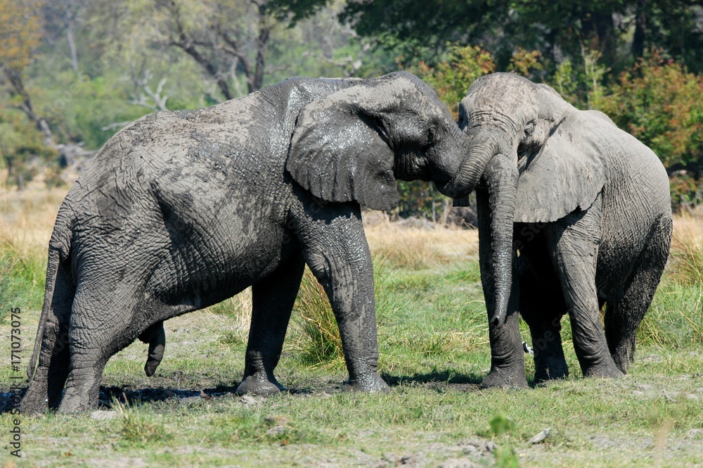 African Elefants in Botswana Moremi Game Reserve 