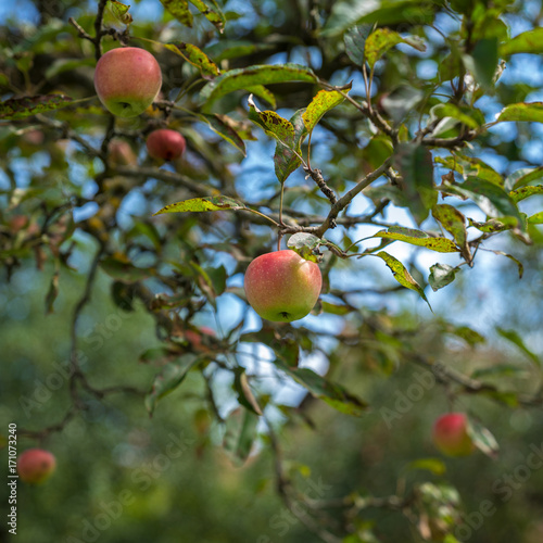 Apfelbaum mit rot-grünen Äpfeln reifen in der Sonne