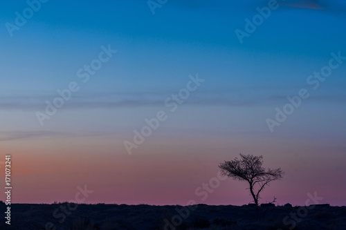 silhouettes of trees on hill with colorful sky on background   