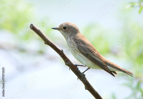 Close up portrait of The spotted flycatcher (Muscicapa striata)