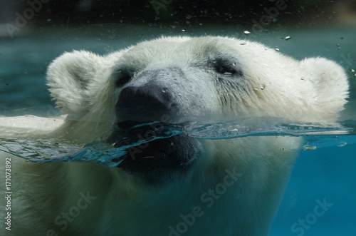 Ours blanc dans l eau