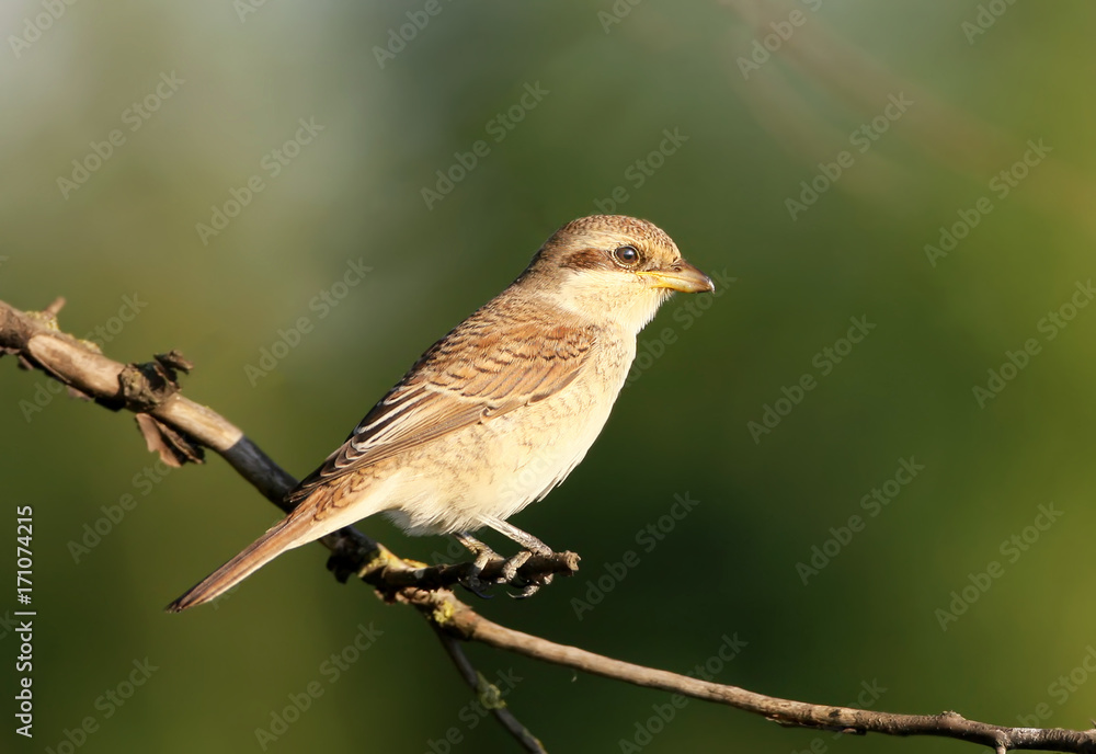 Close up portrait of female red backed shrike in soft morning light