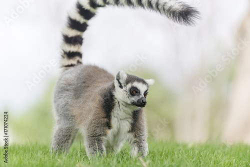 Ring-tailed lemur (Lemur catta). Madagascar.