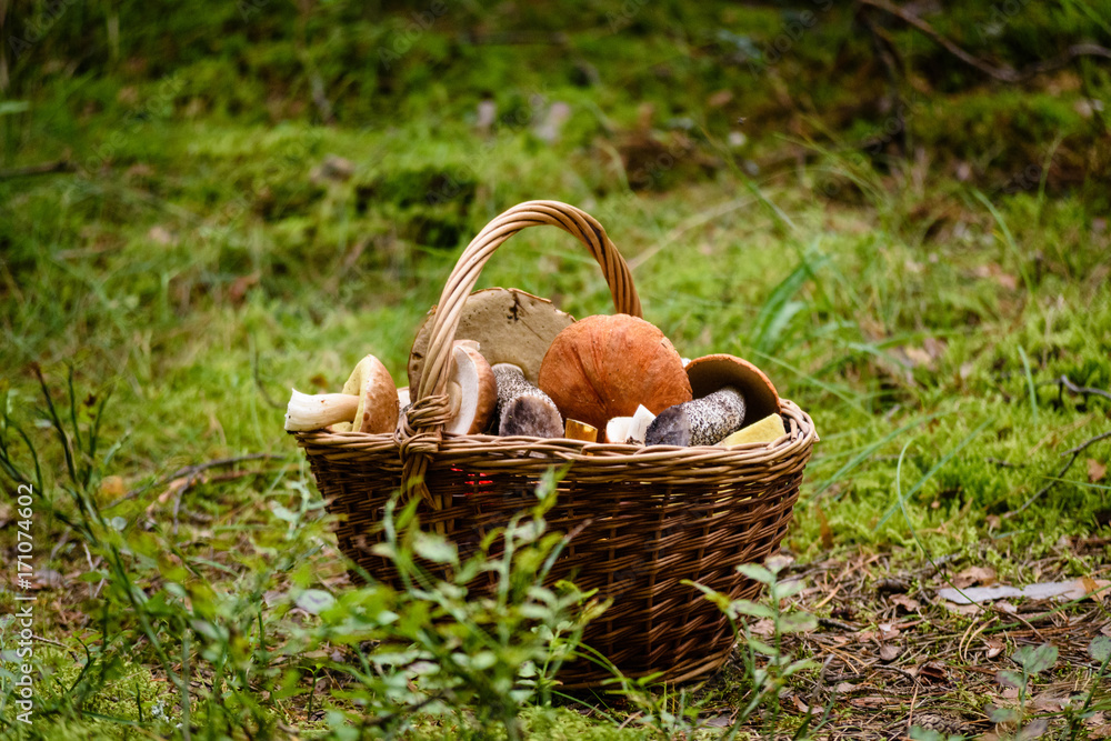 wooden woven basket in front of forest heather with mushrooms wooden woven basket in front of forest heather with mushrooms