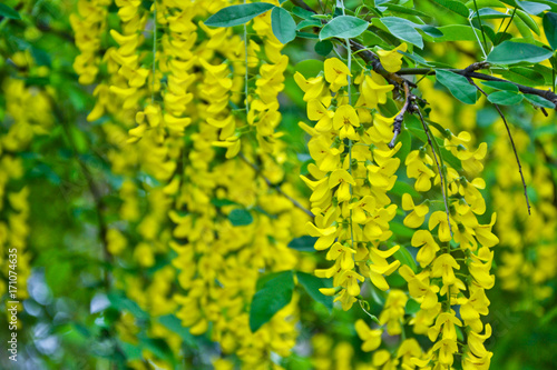 Canvas Print Golden rain tree cassia fistula laburnum flower yellow spring